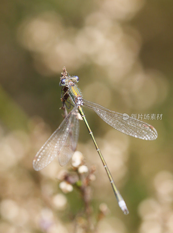 小翡翠豆娘(Lestes virens